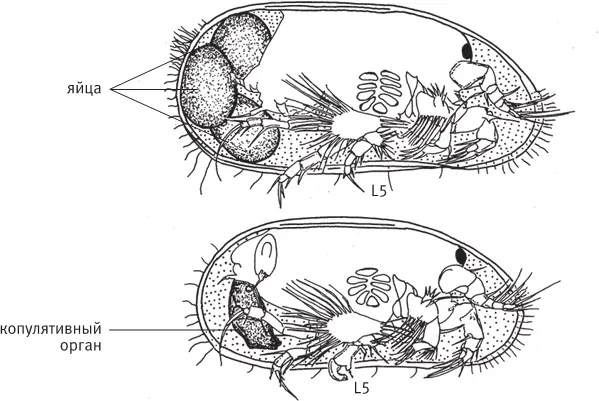 рис 131Половой диморфизм у современной остракоды Vestalenula cornelia Вид - фото 46