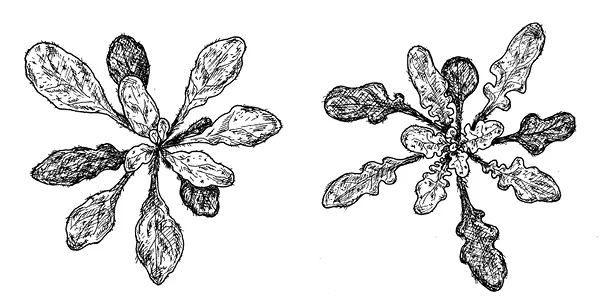 рис 162Ген RCO вставленный в геном Arabidopsis thaliana превращает - фото 59