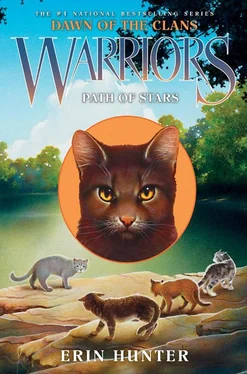 Erin Hunter Path of Stars обложка книги