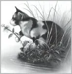 Clear Skys pelt rippled along his spine Above him the halfmoon shone in a - фото 6