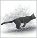 Thunder fluffed out his pelt against the cold Snow drifted at the edges of the - фото 22