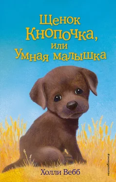 Холли Вебб Щенок Кнопочка, или Умная малышка обложка книги