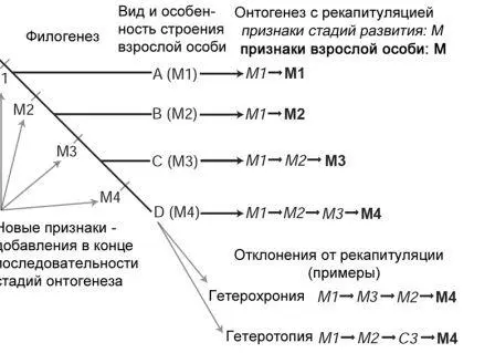 Рисунок 6 Последовательный характер добавления новых признаков на конечных - фото 6
