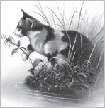 Thunder watched Quiet Rain return to her meal Worry jabbed his chest Each - фото 16