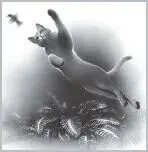 Thunders mew woke Clear Sky Jerking up his head he blinked at his son Its - фото 24