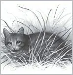 Thunder shuddered as a fat drop of water splashed onto his spine The rainy day - фото 25