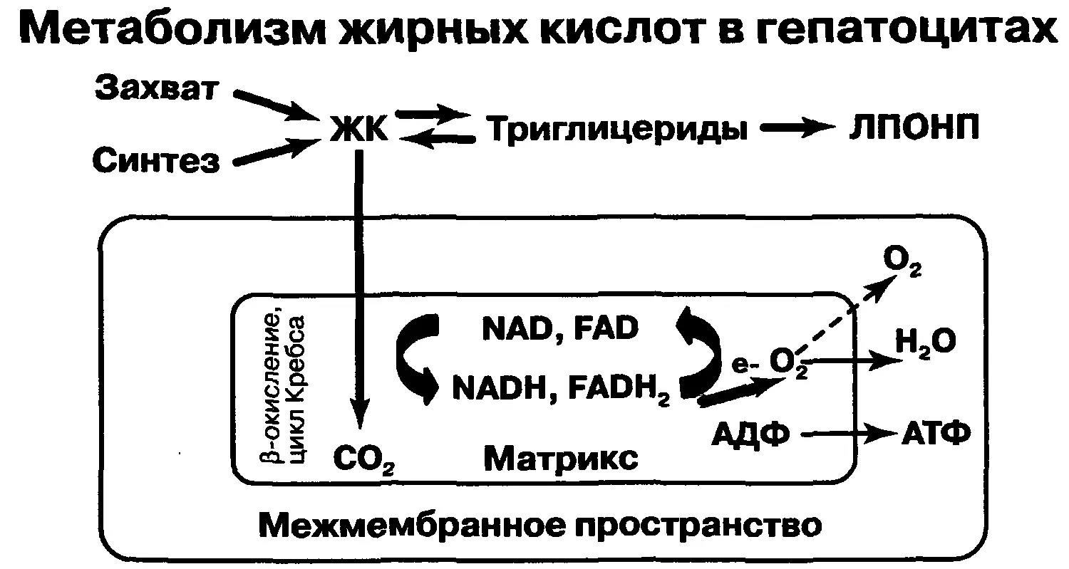 Рис 1 Свободные жирные кислоты СЖК поступающие из кишечника или - фото 1