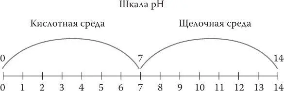 Шкала кислотности среды Тем кто сейчас вспомнил о буферных свойствах белков - фото 3