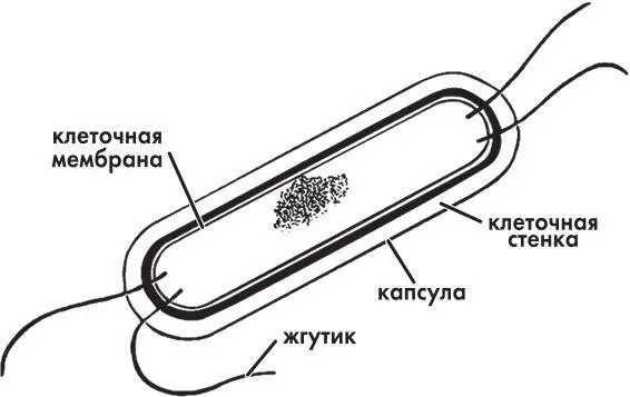 Микобактерия туберкулеза Носители незаразны Они не выделяют микобактерии - фото 4