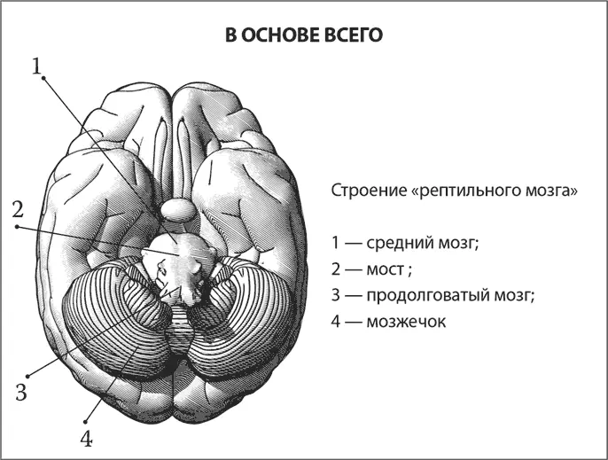 Самая древняя часть человеческого мозга состоит из мозжечкаи мозгового стволаи - фото 23