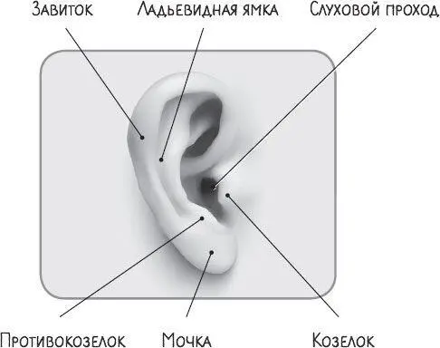 НАРУЖНОЕ СТРОЕНИЕ УХА То что мы видим со стороны это ушная раковина и вход - фото 3