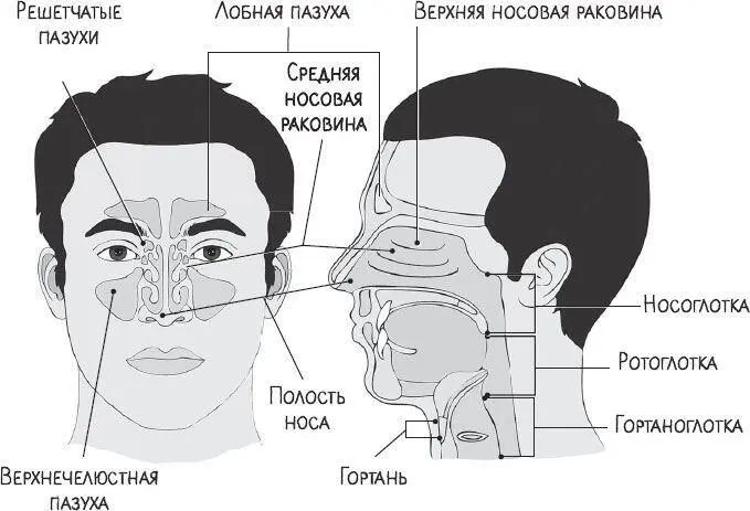 АНАТОМИЯ НОСА Но столь сложное строение носа вовсе не шутка природы чтобы - фото 20