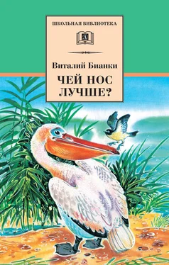 Виталий Бианки Чей нос лучше? (сборник) обложка книги