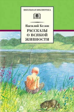 Василий Белов Рассказы о всякой живности обложка книги