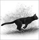 Gray Wing found himself in a vast open space with lush grass beneath his paws - фото 13