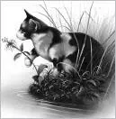 Gray Wing watched Thunder and Clear Sky pad down into the hollow His relief - фото 17