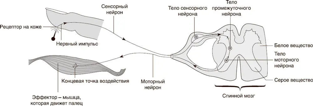 Рефлекторная дуга Примеры рефлексов пищевой рефлекс захват пищи защитный - фото 2