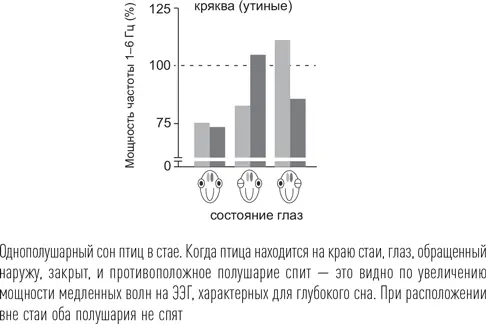 Сон птиц на земле существенно не отличается от сна млекопитающих Мозг птиц - фото 15