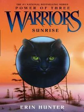 Эрин Хантер Sunrise обложка книги