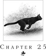 Gray Wing swung around urgently to face Clear Sky Go after her he pleaded - фото 28