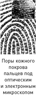 Иногда поры оказываются полностью забиты грязью или веществами которые - фото 16