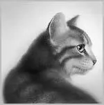 For a heartbeat pure joy flooded through Jayfeather My sister isnt dead It - фото 9