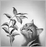 Jayfeather felt as if all the weight of the mountains was resting on his - фото 27