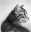 Mouse dung Lionblaze grumbled under his breath as Birchfall snoring - фото 6