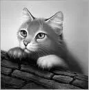 Jayfeather picked through the herbs in the storage cave at the back of his den - фото 7