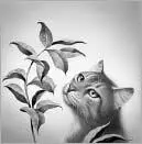 Lionblaze gazed up at the full moon hanging above the empty bowl of the lake - фото 14