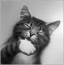 Dovepaw sank her claws into a branch as the wave of floodwater swept her - фото 29