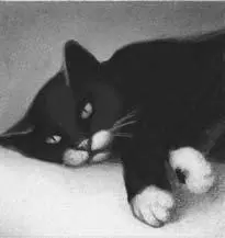 Jaypaw let out a sneeze as dust from the dried herbs got up his nose Squeezing - фото 16