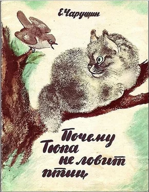 Евгений Чарушин Почему Тюпа не ловит птиц обложка книги