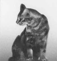 Jaypaw heard his brothers sigh and felt disappointment rolling off him like - фото 27