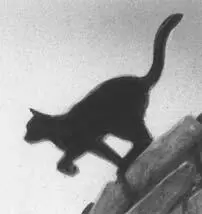 Lionpaw watched as the Tribe cats broke up into small quarrelsome groups - фото 28