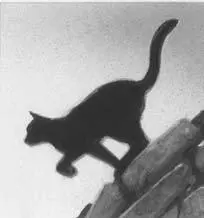 My kits Jaypaw felt a prickle of annoyance Daisy only ever worried about - фото 13