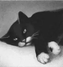 Lionpaw lunged at the last RiverClan warrior The other three had fled wailing - фото 20