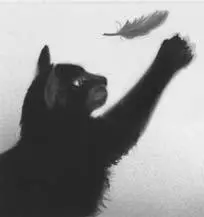 Jaypaw pressed his nose to Sorreltails paw Leafpool had swathed it in damp - фото 21