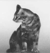 Hollypaw gazed at the trees above the hollow as the sun bleached away the - фото 22