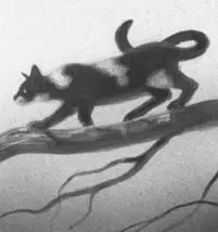 Silverpelt glittered overhead as Jaypaw followed the narrow valley upward He - фото 14