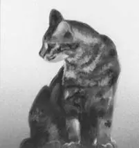A line as pale as spilled milk gleamed on the horizon as Hollypaw followed her - фото 17