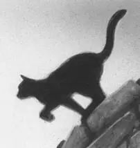 Jaypaw dawdled over his meal taking minuscule bites from the mouse he had - фото 18