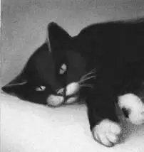 Get back to camp and tell Firestar to bring help Graystripes hiss sounded - фото 20
