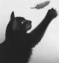 Dog attack Dog attack Whitewings yowl jerked Lionpaw from his nest - фото 26