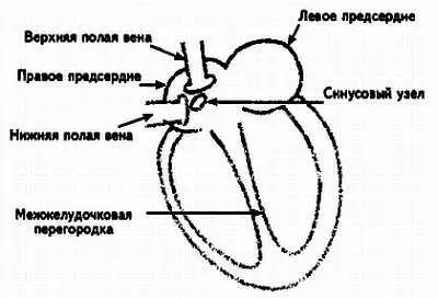 Рис 1 Синусовый узел У здорового человека синусовый узел вырабатывает - фото 1