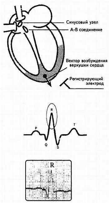 Рис 8 Возбуждение верхушки сердца происхождение зубца R И в последнюю - фото 8