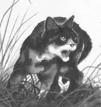 Squirrelflight used her claws to tear moss from the roots of an oak tree and - фото 9