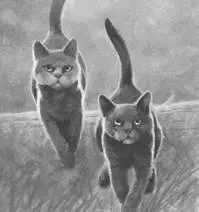 The rain grew heavier as Firestar led the patrol back to camp Squirrelpaw was - фото 16