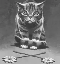 Look Rainwhisker yowled making the cats jump At the top of the rise that - фото 23