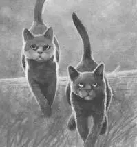 Are you stuck Thornclaw asked nearly bumping into Leafpaw as he pushed - фото 16